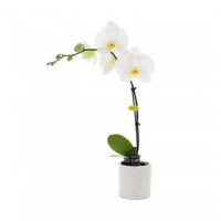Plante Orchidée
